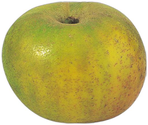 image du produit de saison