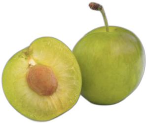 image du produit de saison