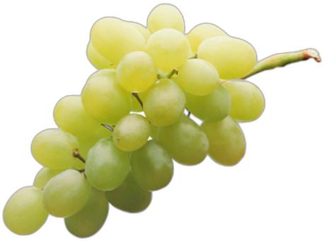 image du produit de saison