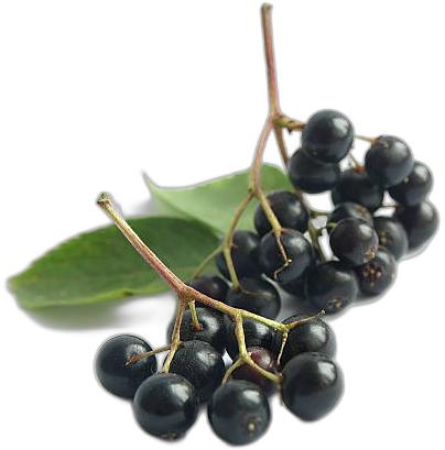 image du produit de saison