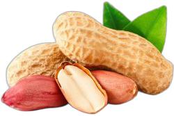 image du produit de saison