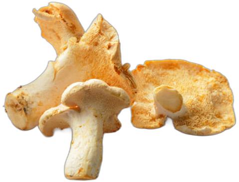 image du produit de saison