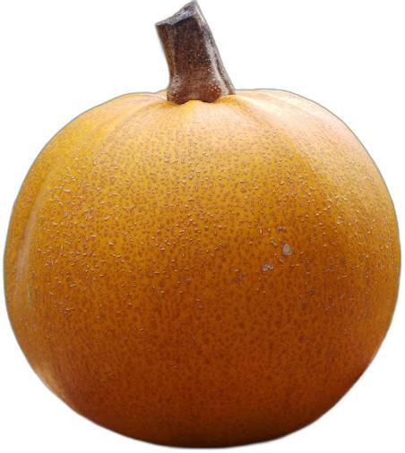 image du produit de saison