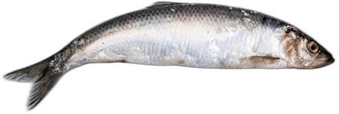 image du produit de saison