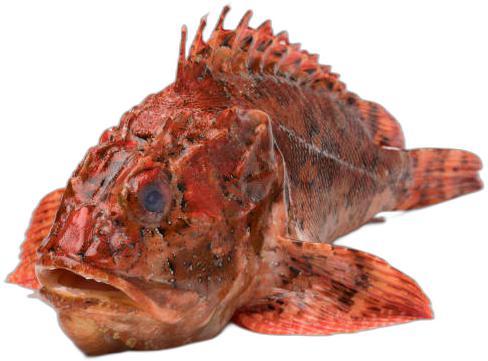 image du produit de saison