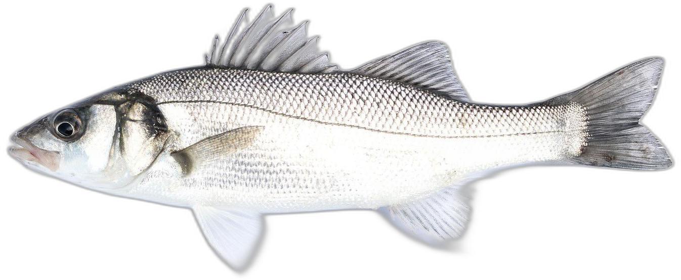 image du produit de saison