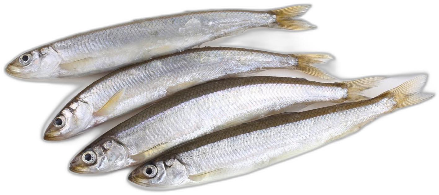 image du produit de saison