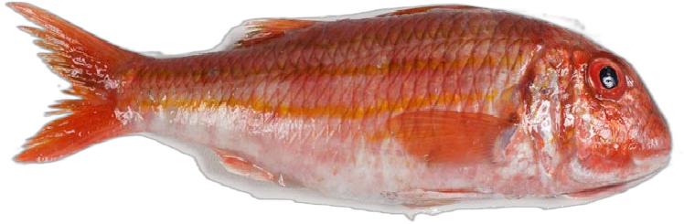 image du produit de saison
