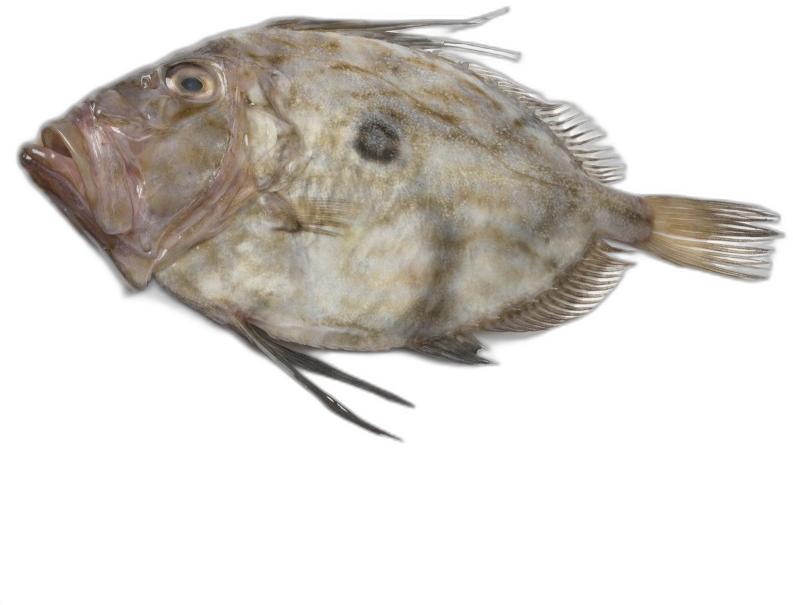 image du produit de saison