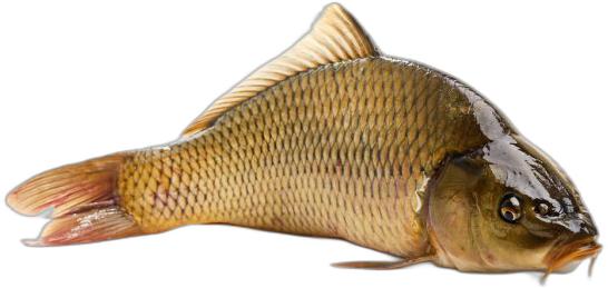 image du produit de saison