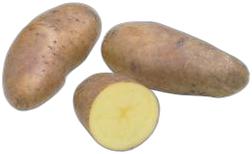 image du produit de saison