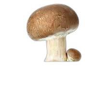image du produit de saison