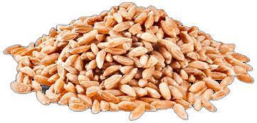 image du produit de saison