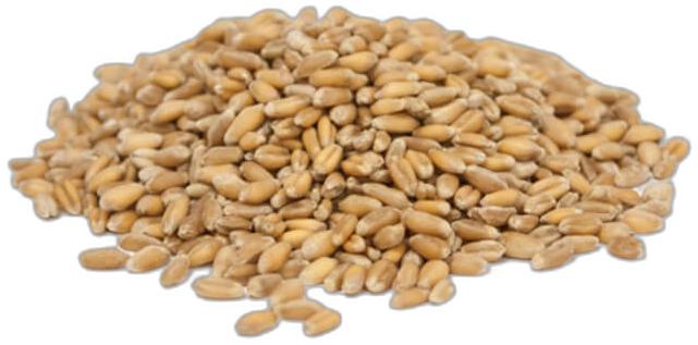 image du produit de saison