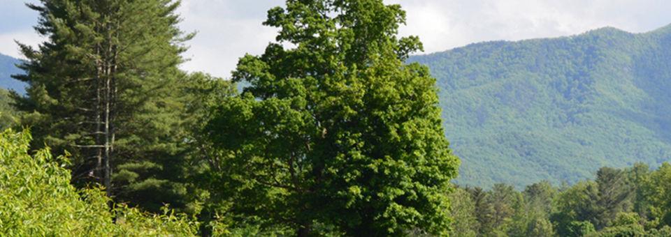 Black Mountain Golf Course