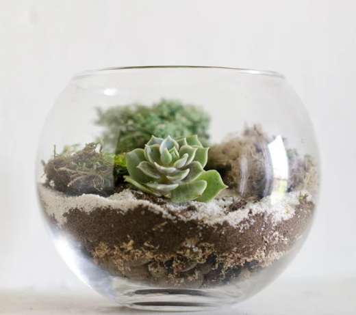 Succulent Gift Box