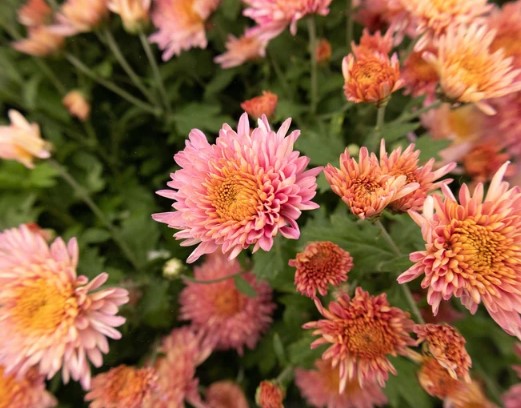 Chrysanthemums