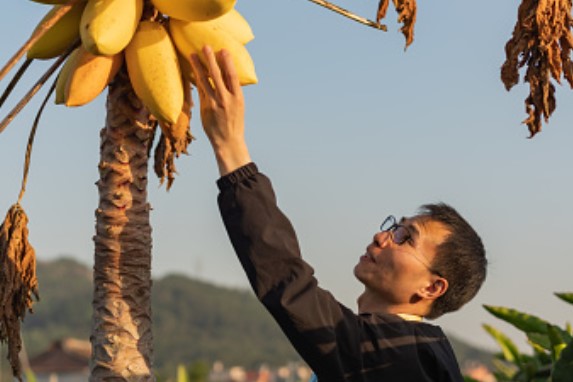 Picking Fruits Or Vegetables