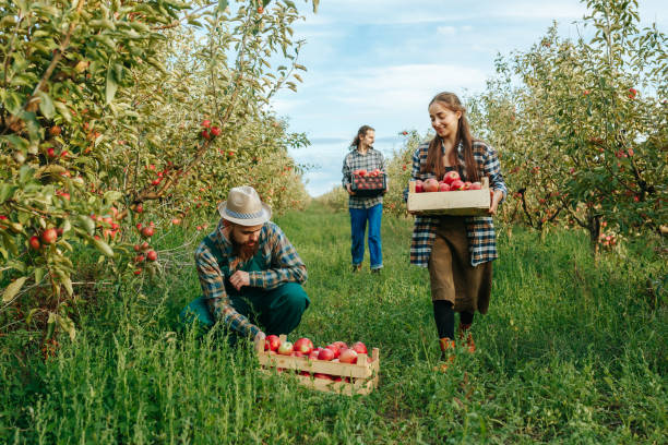 Fruit-Picking