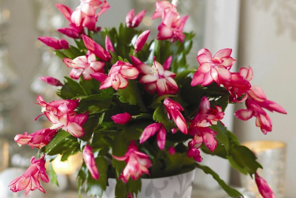 Top 25 Christmas Flowers and Plants for a Scentsational Christmas