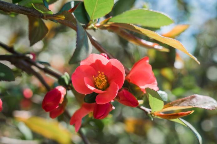 christmas flowers