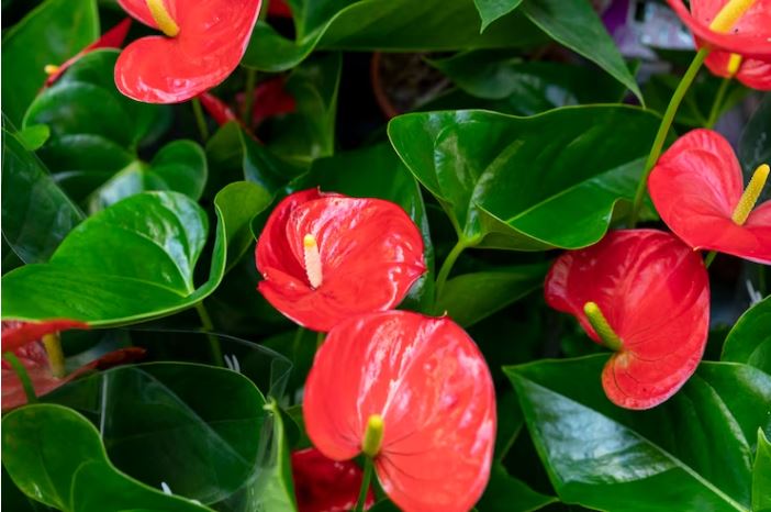 christmas flowers