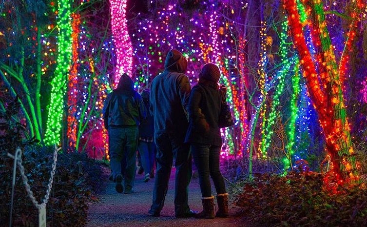 Walk Through The Denver Zoo Lights