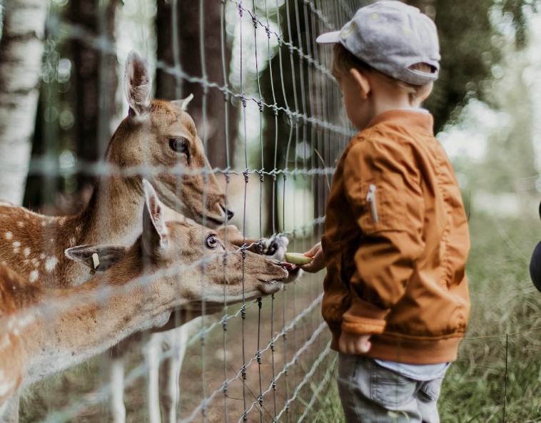 Animal Zoo Safari