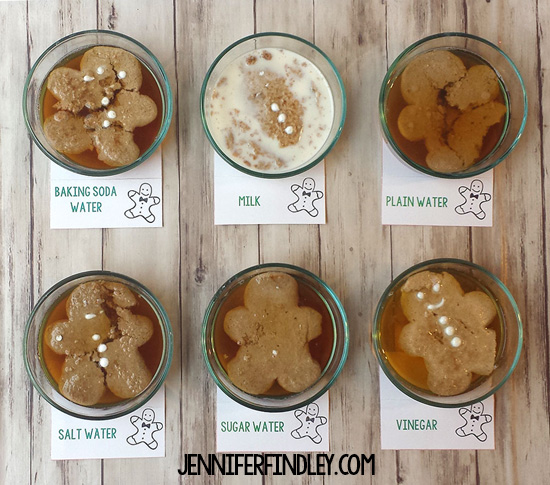 Gingerbread man dissolving experiment
