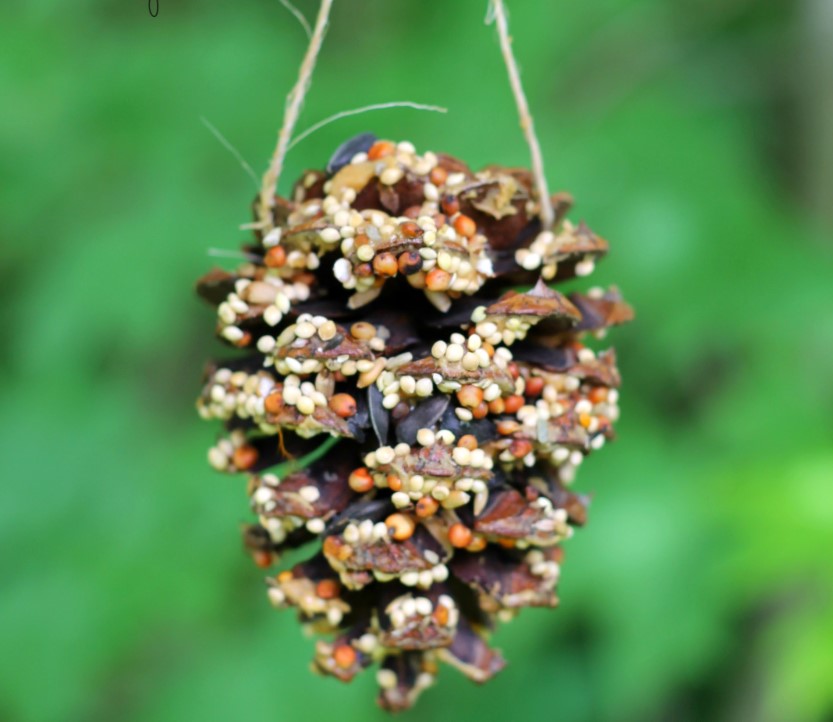 Pine cone bird feeder
