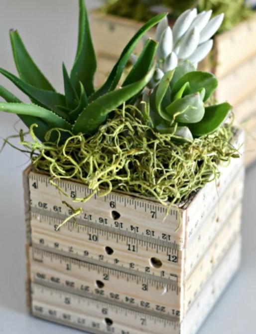 Live Succulent Made Of Rulers