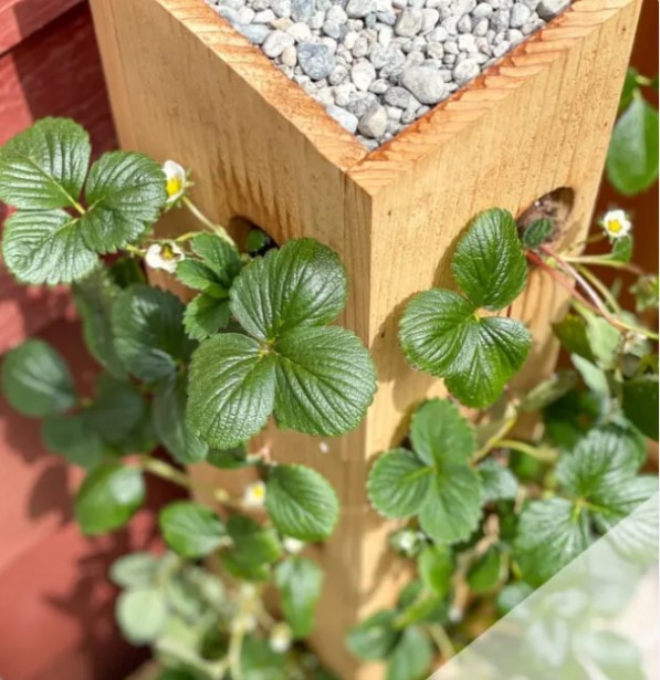 DIY Strawberry Planter