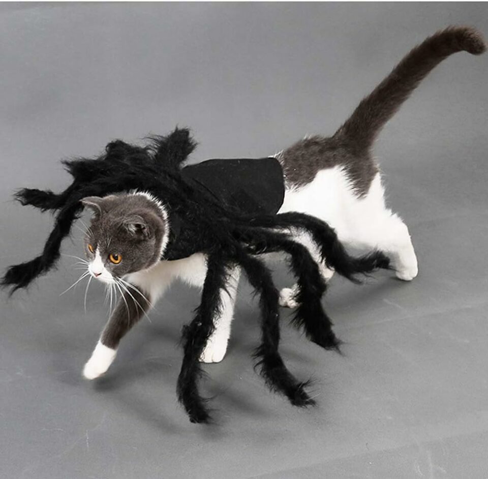 Spider Costume