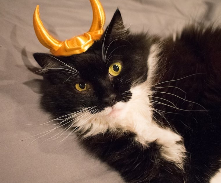 Loki Cat Costume