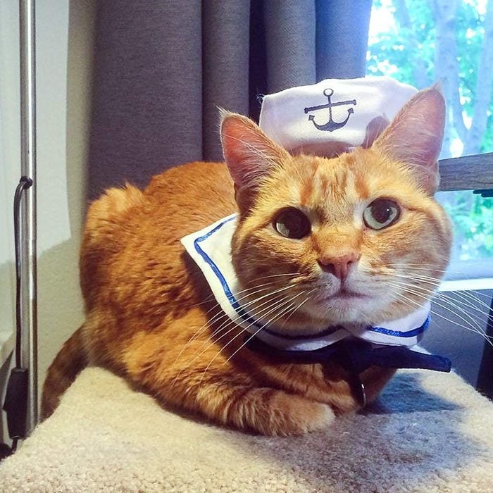 Sailor Cat Costume