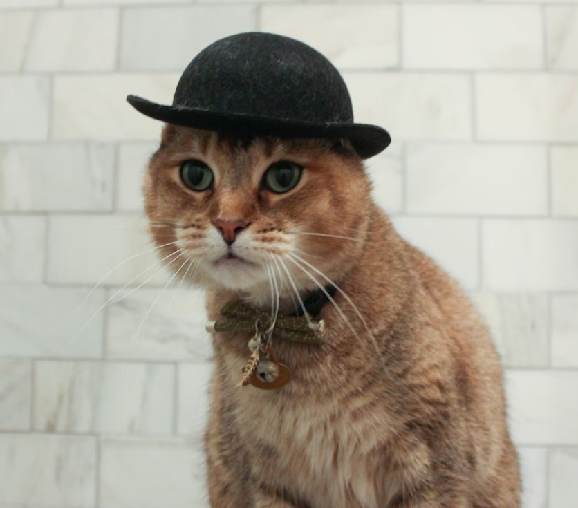 Mafia Cat Hat