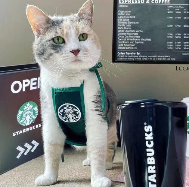 Barista Cat Arpon