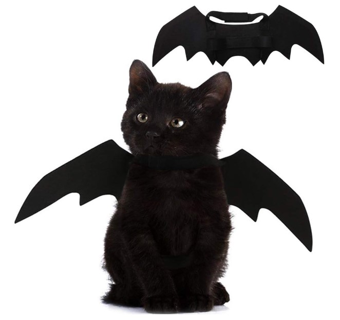 Cat Bat Wing
