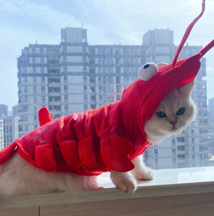 Halloween Lobster Cat Costume