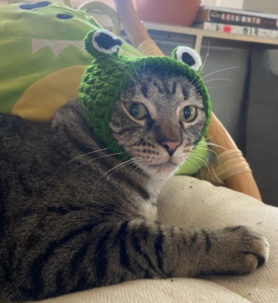 Froggy Cat Hat
