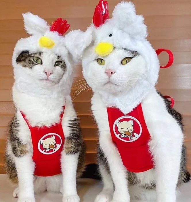 KFC Cat Costume