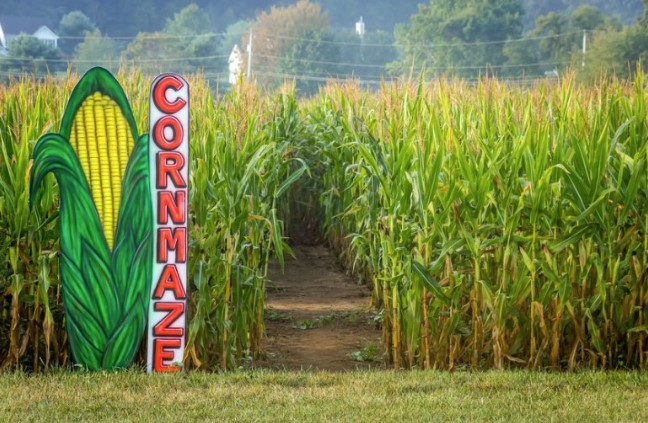 Corn Maze