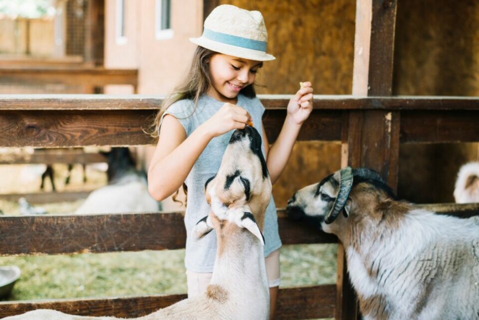 8 year old birthday party ideas - petting zoo