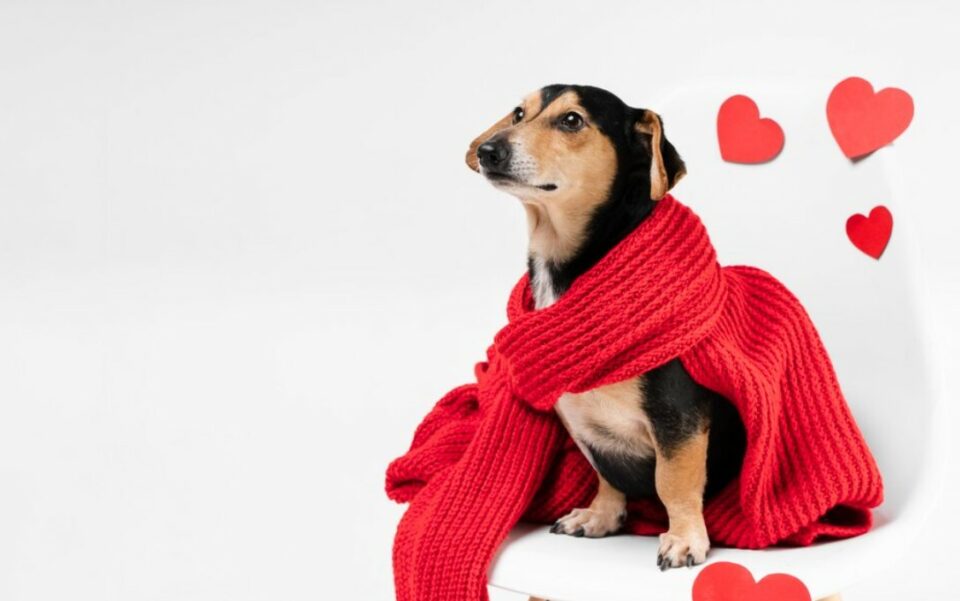 hilarious dog valentines day puns