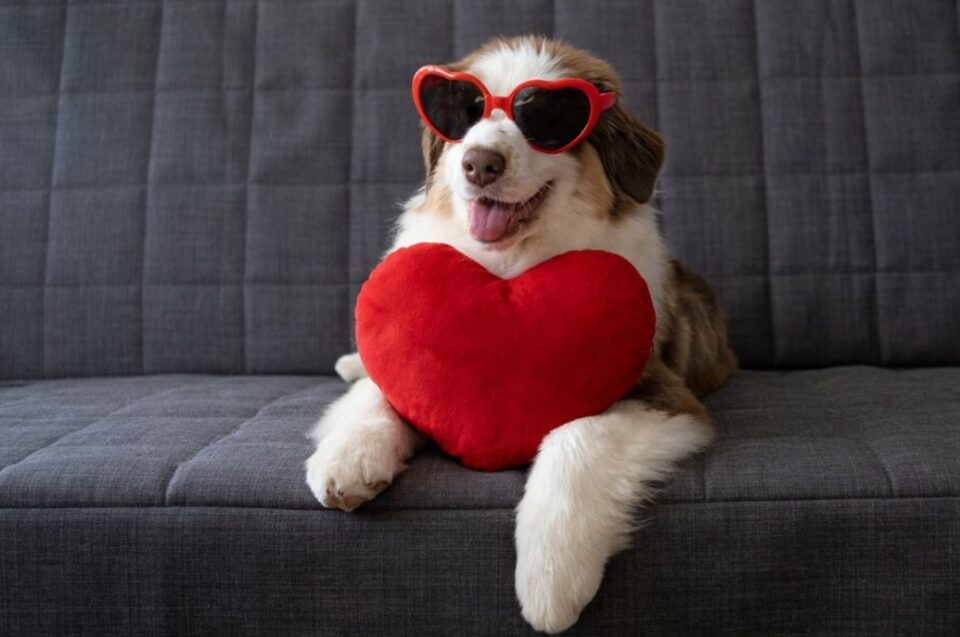 dog valentines day puns - sweet sayings