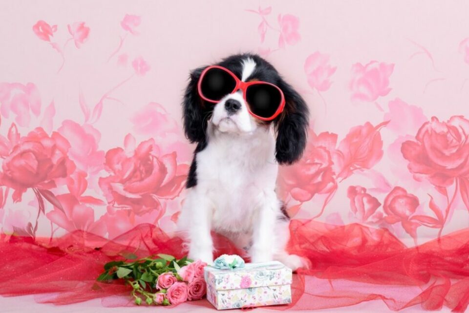 dog valentines day puns - cute captions