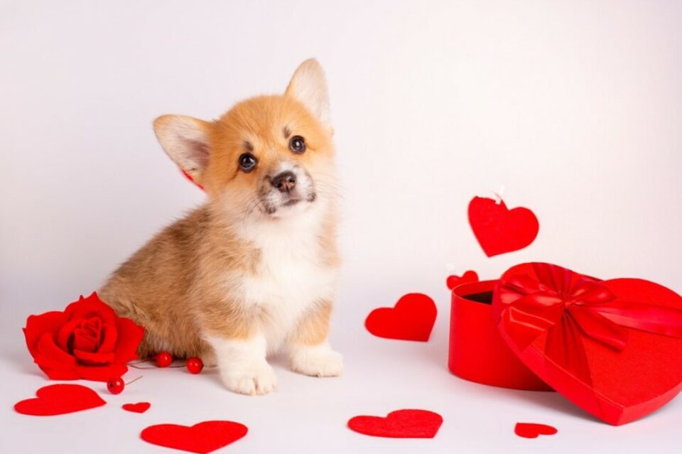 dog valentines day puns for greeting cards