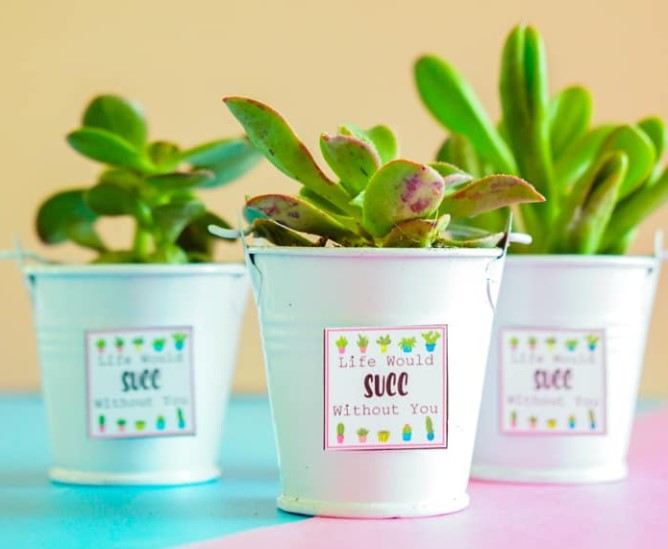 Succulent Stickers for Valentine's Day