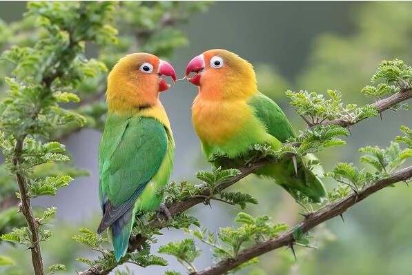 Lovebirds are actual birds