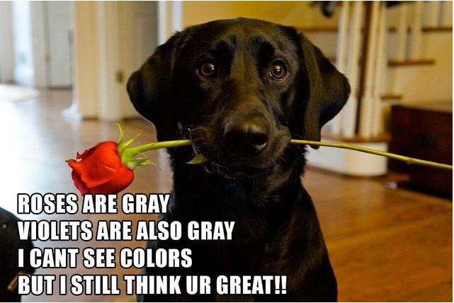 Dog Valentine Day Meme